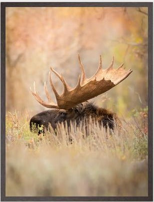 Bull Moose Framed Art Print (moodboard reference)